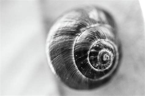 Snail Black And White Photograph By Danielle Silveira