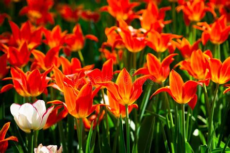 R d vit Tulpanblommor I Blomsterrabatten Fotografering för Bildbyråer