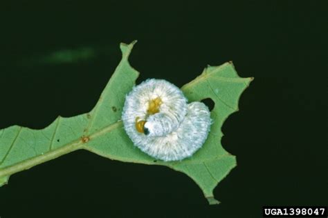 Dogwood sawfly | College of Agricultural Sciences