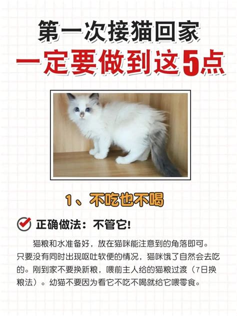 新手养猫的8条建议 抖音