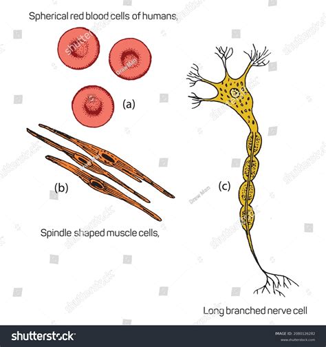 Nerve Cell Diagram Labeled Simple