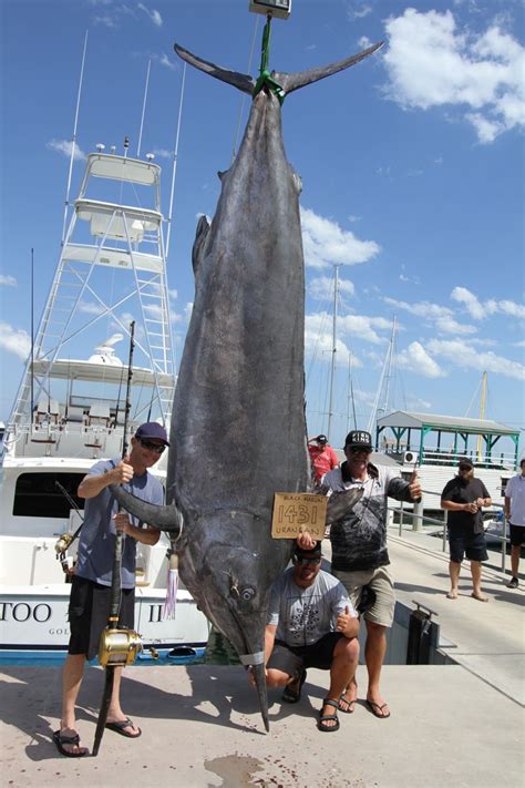 World Record Black Marlin