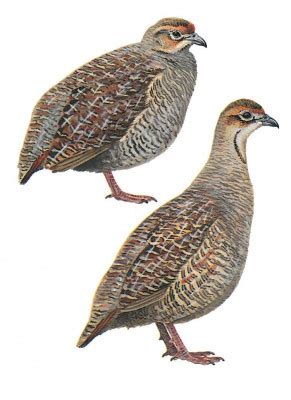 Qatar e-Nature – Francolin, Grey