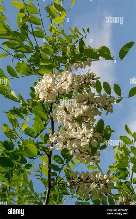 Black Locust Tree Identification