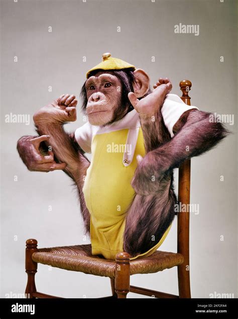 1960s CHIMPANZEE Pan Troglodytes WEARING YELLOW AND WHITE CAP AND