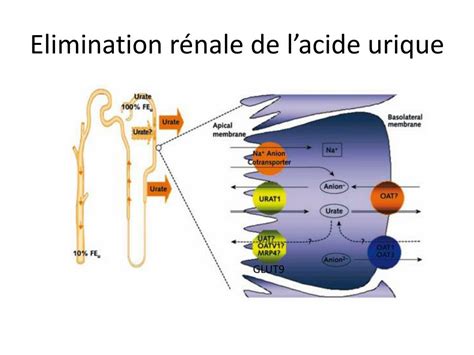 PPT Hyperuricémie et insuffisance rénale chronique en 2012 PowerPoint