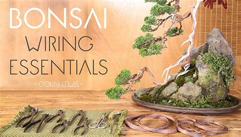 Common Mistakes And Tips For Wiring Bonsai