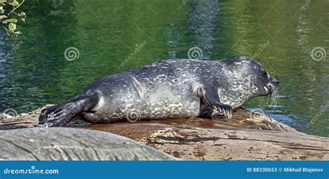 Common Seal Pup 6 Stock Photos - Free & Royalty-Free Stock Photos from ...