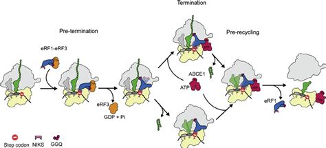 Scheme Of Eukaryotic Translation Termination And Ribosome Recycling For