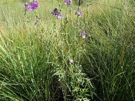 Sidalcea Neomexicana New Mexico Wild Plants Companion