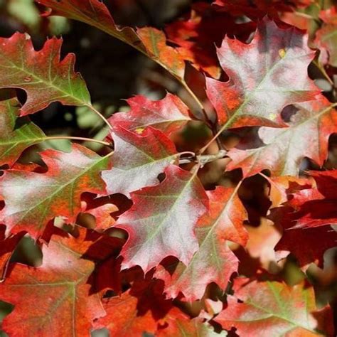 Shumard Oak Shumard Oak Trees For Sale Plantingtree