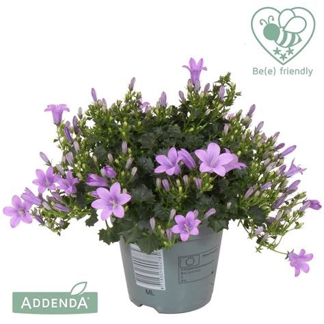 Lauko augalas katilėlis Ø 10 5 22 30 cm lot CAMPANULA AMBELLA