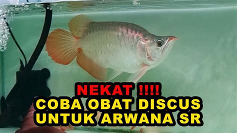 Nekat Obat Ikan Discus Untuk Arwana Super Red Sb King Arowana Sr Sb