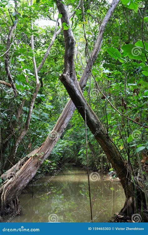 Jungle Channel In The Flooded Amazon Forest Crossed Trees Nature Of