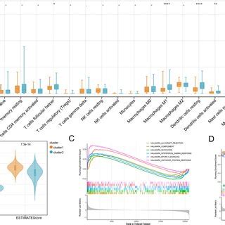 The Immune Infiltration And Enrichment Analysis Based On Two Subtypes