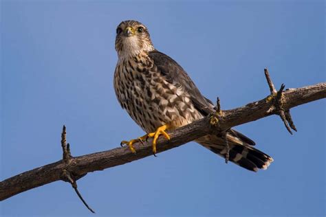 The Types Of Falcons Found In Maine Nature Blog Network