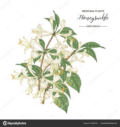 Honeysuckle Branch Hand Drawn Flowers And Leaves Of Lonicera Japonica