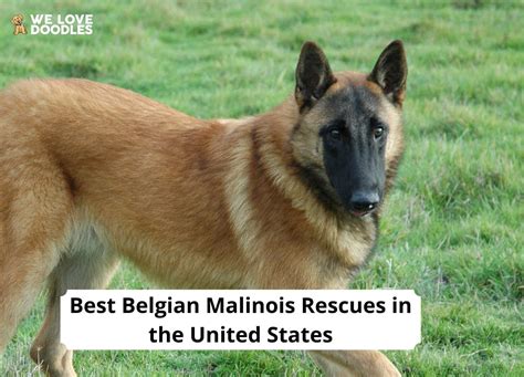 9 Best Belgian Malinois Rescues in the United States! - We Love Doodles