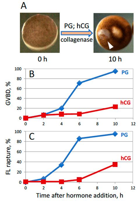 Xenopus Oocyte Maturation