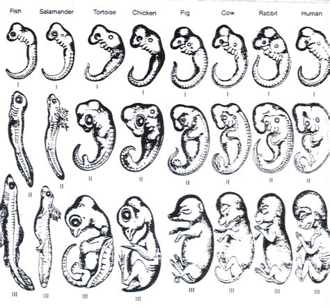 SCIENCE: A New Theory of Evolution – MCSM RamPage