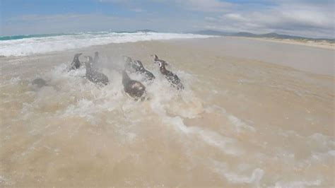 Número de pinguins encontrados mortos em Florianópolis mais que dobrou