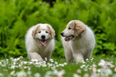 10 Best Great Pyrenees Breeders (2024): Our Top 10 Picks!