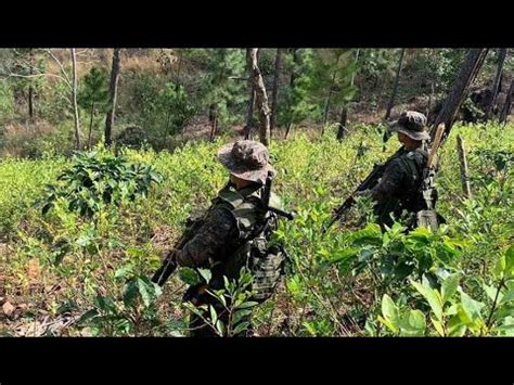 Erradican Plantaciones De Hojas De Coca En Chiquimula YouTube