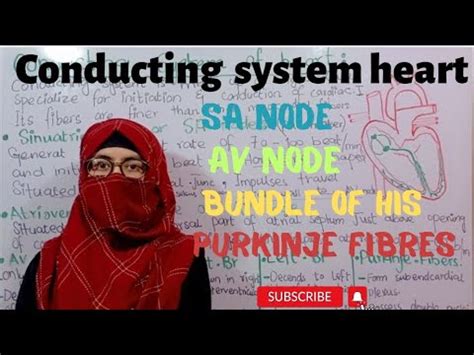 Conducting System Of Heart Sa Node Av Node Bundle Of His Bundle