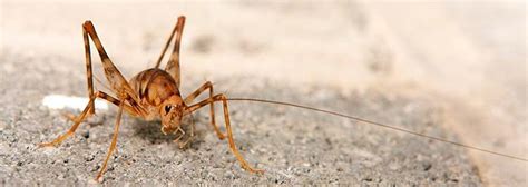 Do Crickets Bite: Harm and Dangers for Humans or Pets [2019]