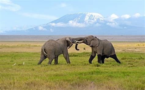 Amboseli Game Reserve JONTAS TRAVELLERS