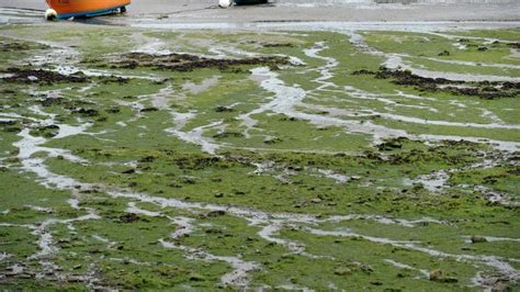 Moins Dalgues Vertes En Bretagne Cet été Davantage Ailleurs En France