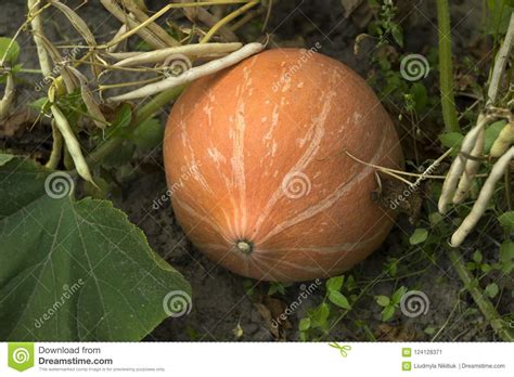 Calabaza Anaranjada Madura Que Crece En El Huerto La Cosecha Imagen De