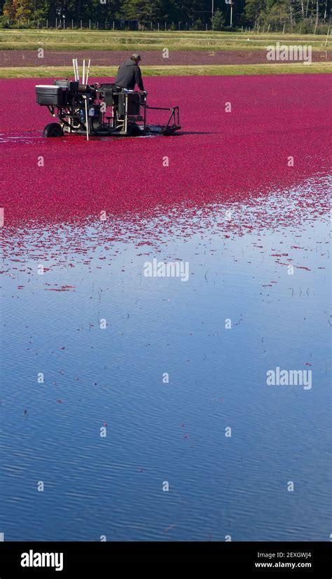 Cranberry Farmer Harvesting Fruit Food Crop Stock Photo Alamy