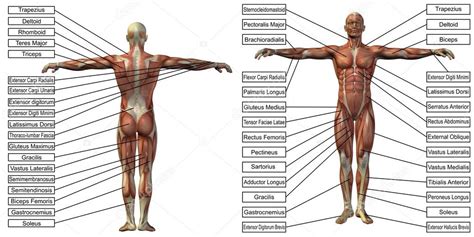 Man Anatomy And Muscle Textboxes Stock Photo By Design36 120149430