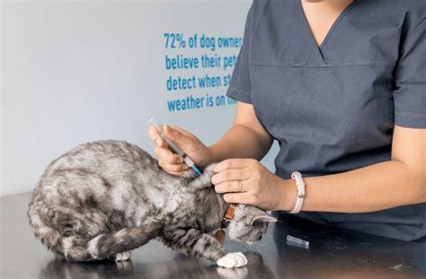 Cat Vaccination My Vet Animal Hospital