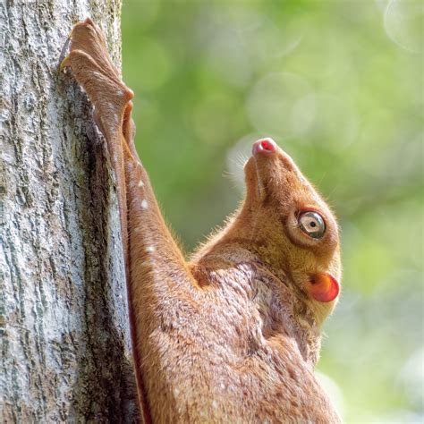 Doe-eyed baby colugo in mum’s pouch is so cute - Mothership.SG - News from Singapore, Asia and ...