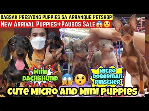 Bargain Puppies Sa Arranque Petshop Bagsak Presyong Micro Doberman