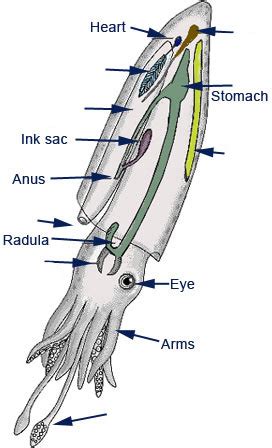 Cuttlefish Anatomy Diagram