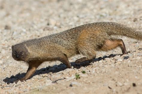 egyptian mongoose wildlife  ethiopia