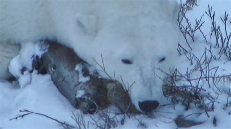 Live Webcams Get Up Close With Canada Polar Bears King