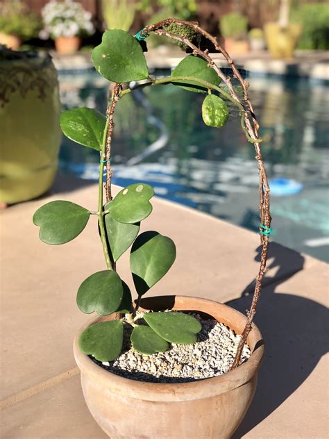 Hoya Kerrii Succulents Plants Valentine