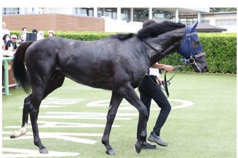 Pog指名馬フォルラニーニが東スポ杯2歳sに挑む Tashumi0901のブログ