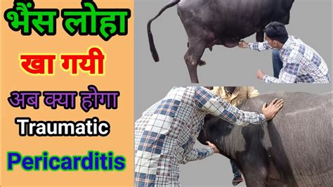 Symptoms of TRP in Buffalo Metallic foreign body पश यद लह क