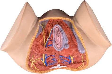 Amazon Co Jp Anatomy Model Female Perineal Anatomy Model Life Size