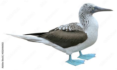 Blue Footed Booby Sula Nebouxii Png Isolated On Transparent