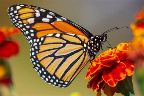 The Monarch Butterfly Is Now On The Endangered Species List Brightly