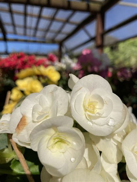 Cibele De Oliveira Mes Fleurs