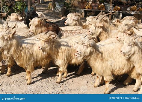 Cashmere goats stock photo. Image of cashmere, wool, farm - 28675674