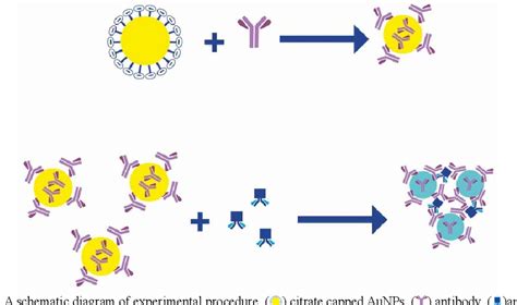 Figure 1 From Antibody Conjugated Gold Nanoparticles For Detection Of Small Amounts Of Antigen