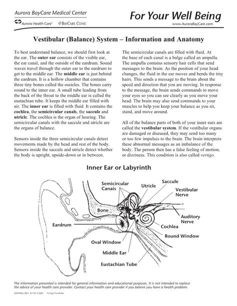 Vestibular (Balance) System – Information and Anatomy - DocsLib